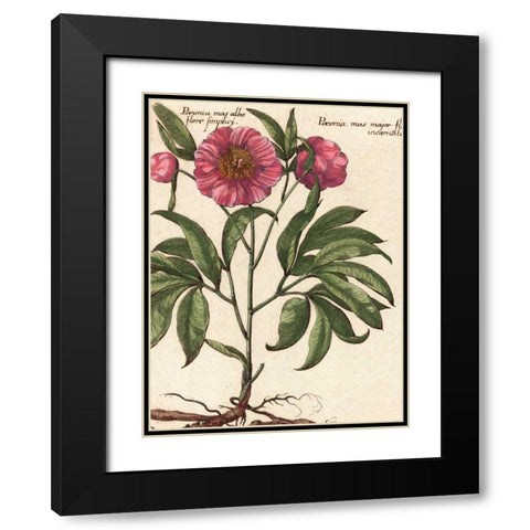 Giant Peony II Black Modern Wood Framed Art Print with Double Matting by Van Houtte, Ludwig