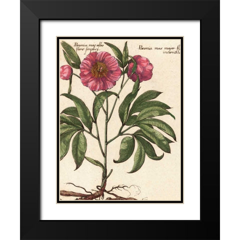 Giant Peony II Black Modern Wood Framed Art Print with Double Matting by Van Houtte, Ludwig
