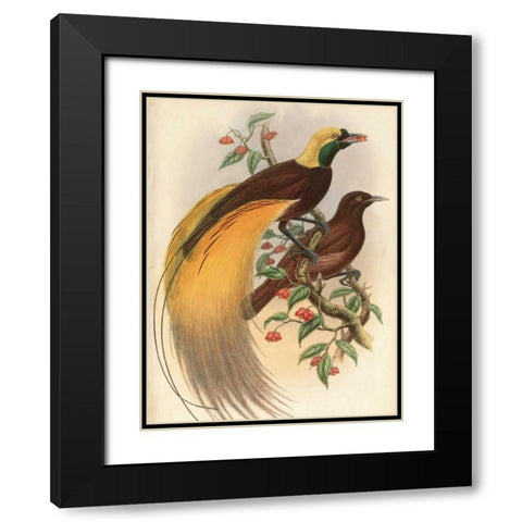 Golden Bird of Paradise Black Modern Wood Framed Art Print with Double Matting by Reynolds, Alastair