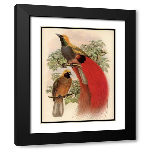 Scarlet Bird of Paradise Black Modern Wood Framed Art Print with Double Matting by Reynolds, Alastair