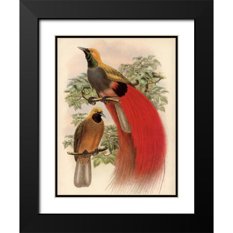 Scarlet Bird of Paradise Black Modern Wood Framed Art Print with Double Matting by Reynolds, Alastair