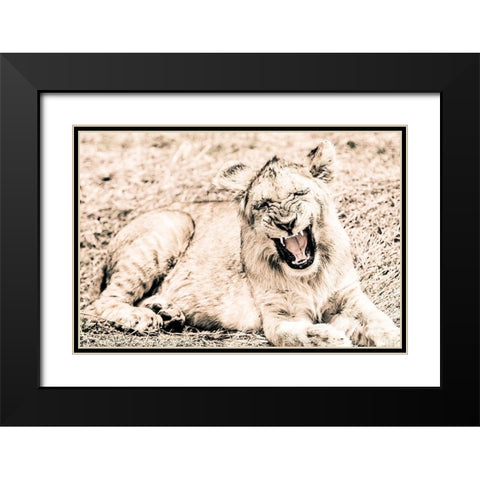 Lion-Baby Black Modern Wood Framed Art Print with Double Matting by Seifinger, Toby