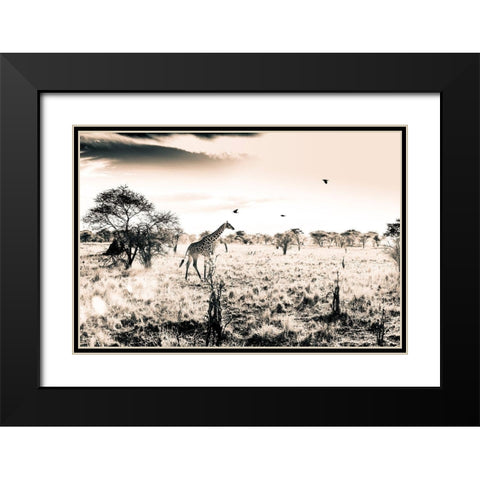 Giraffe Black Modern Wood Framed Art Print with Double Matting by Seifinger, Toby
