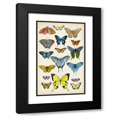 Butterfly Taxonomy II Black Modern Wood Framed Art Print with Double Matting by McCavitt, Naomi