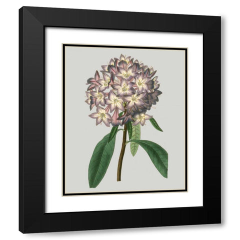 Floral Gems V Black Modern Wood Framed Art Print with Double Matting by Vision Studio