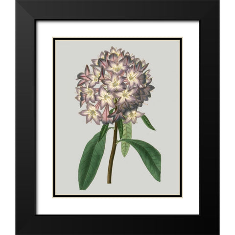 Floral Gems V Black Modern Wood Framed Art Print with Double Matting by Vision Studio