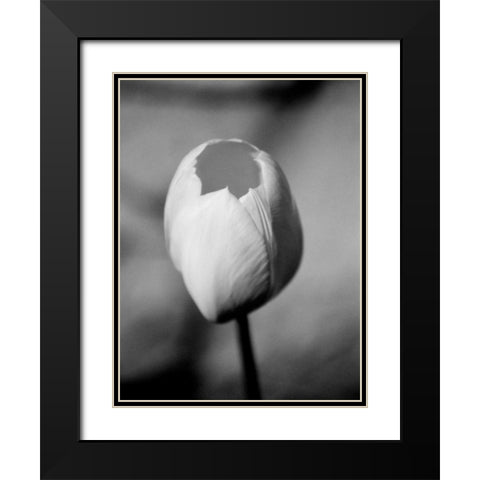 Floral Portrait I Black Modern Wood Framed Art Print with Double Matting by Pica, Jeff