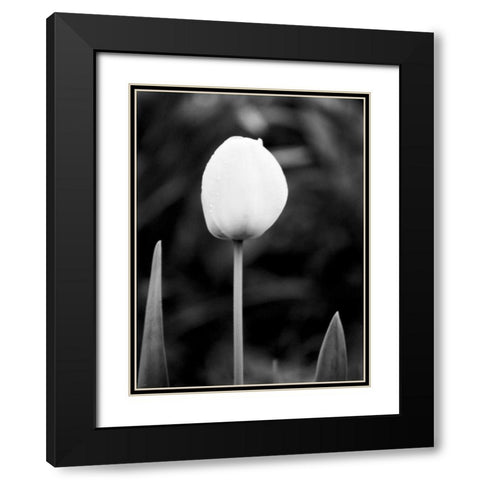 Floral Portrait III Black Modern Wood Framed Art Print with Double Matting by Pica, Jeff