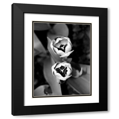 Floral Portrait IV Black Modern Wood Framed Art Print with Double Matting by Pica, Jeff