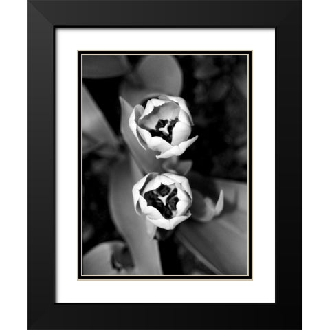Floral Portrait IV Black Modern Wood Framed Art Print with Double Matting by Pica, Jeff