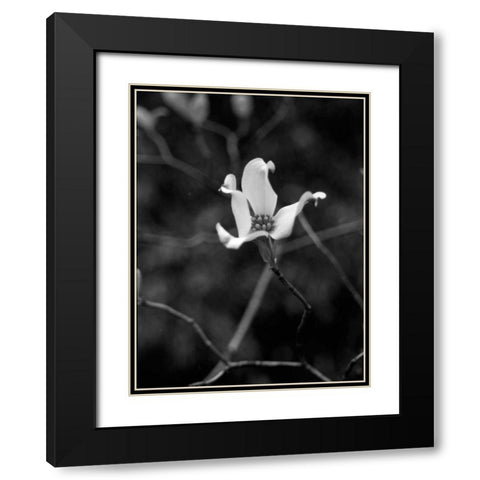 Floral Portrait V Black Modern Wood Framed Art Print with Double Matting by Pica, Jeff