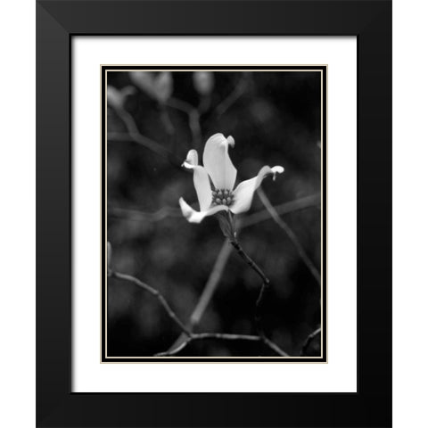 Floral Portrait V Black Modern Wood Framed Art Print with Double Matting by Pica, Jeff