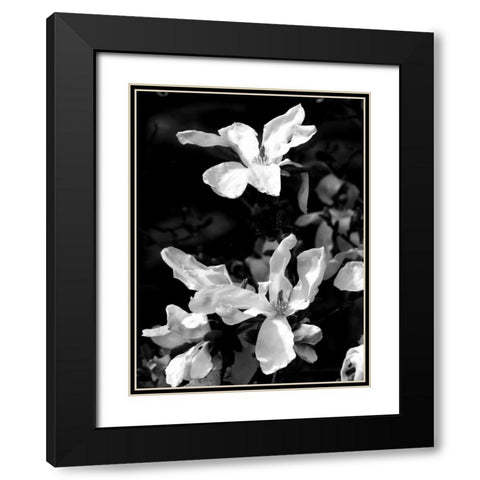 Floral Portrait VI Black Modern Wood Framed Art Print with Double Matting by Pica, Jeff