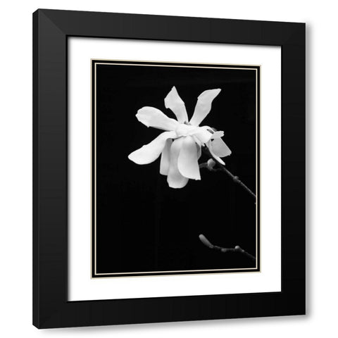 Floral Portrait VII Black Modern Wood Framed Art Print with Double Matting by Pica, Jeff