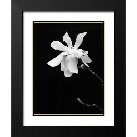 Floral Portrait VII Black Modern Wood Framed Art Print with Double Matting by Pica, Jeff