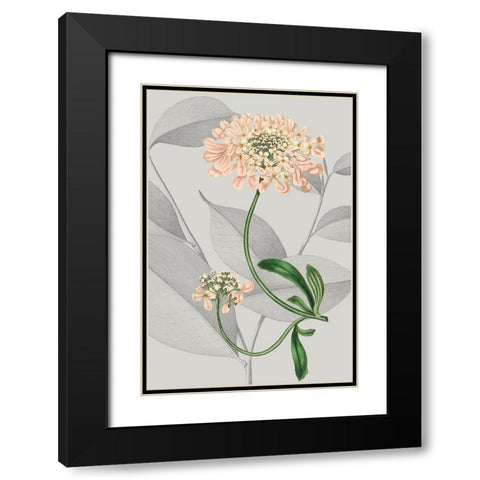 Botanical Arrangement I Black Modern Wood Framed Art Print with Double Matting by Vision Studio