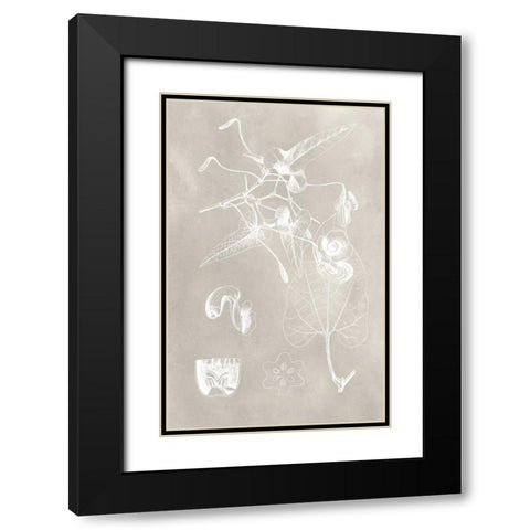 Botanical Schematic I Black Modern Wood Framed Art Print with Double Matting by Vision Studio
