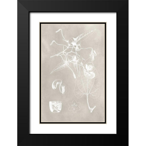 Botanical Schematic I Black Modern Wood Framed Art Print with Double Matting by Vision Studio