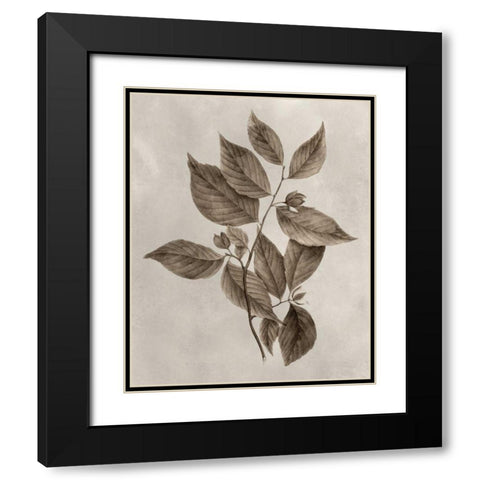 Arbor Specimen III Black Modern Wood Framed Art Print with Double Matting by Vision Studio
