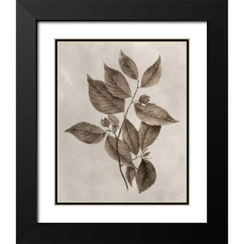 Arbor Specimen III Black Modern Wood Framed Art Print with Double Matting by Vision Studio