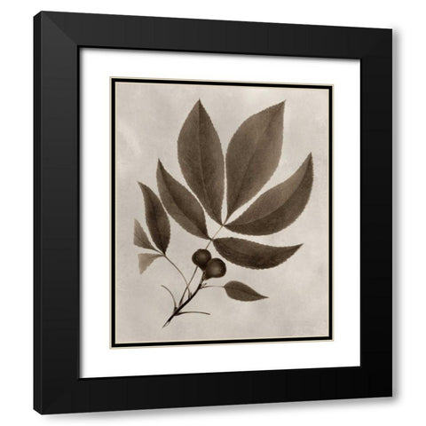 Arbor Specimen V Black Modern Wood Framed Art Print with Double Matting by Vision Studio