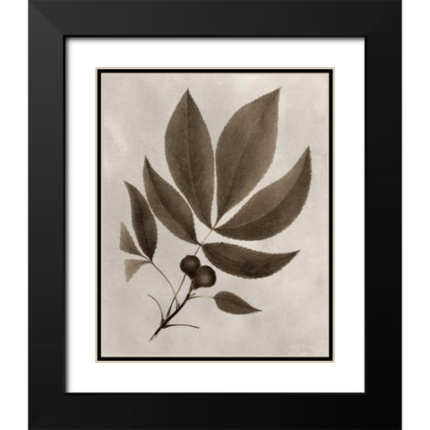 Arbor Specimen V Black Modern Wood Framed Art Print with Double Matting by Vision Studio
