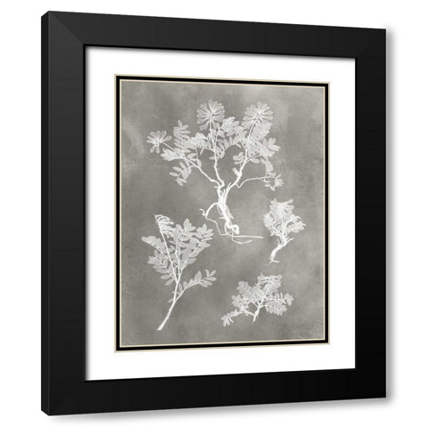 Herbarium Study II Black Modern Wood Framed Art Print with Double Matting by Vision Studio