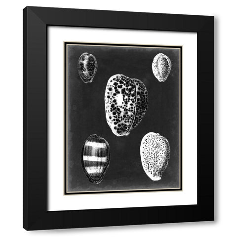 Alabaster Shells VI Black Modern Wood Framed Art Print with Double Matting by Vision Studio