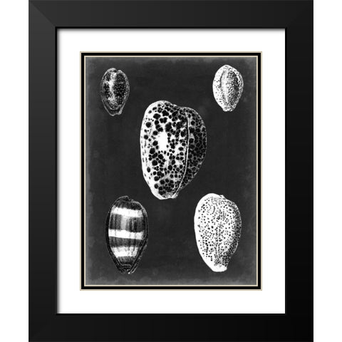 Alabaster Shells VI Black Modern Wood Framed Art Print with Double Matting by Vision Studio