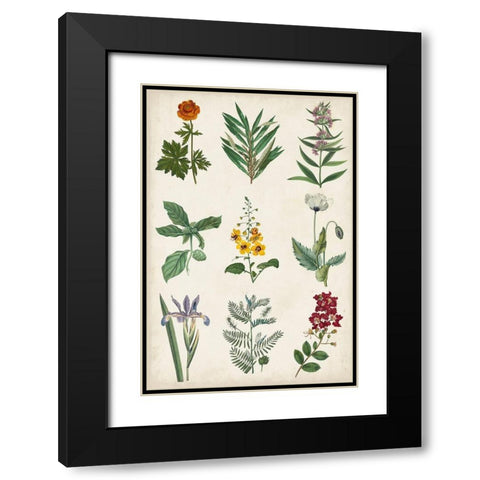 Botanical Chart II Black Modern Wood Framed Art Print with Double Matting by Vision Studio