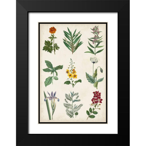 Botanical Chart II Black Modern Wood Framed Art Print with Double Matting by Vision Studio