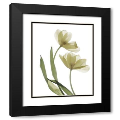Xray Tulip I Black Modern Wood Framed Art Print with Double Matting by Stalus, Judy