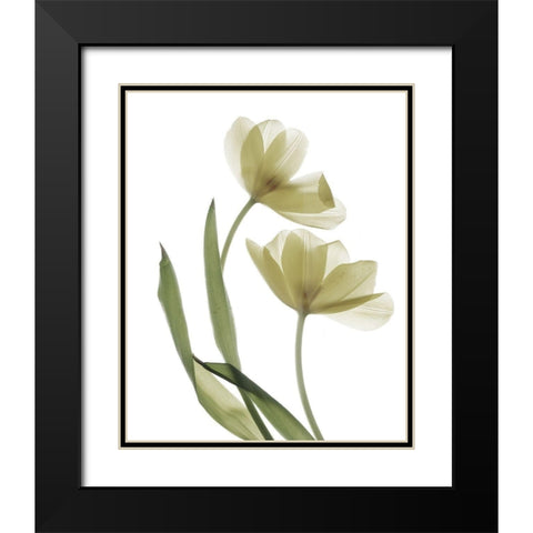 Xray Tulip I Black Modern Wood Framed Art Print with Double Matting by Stalus, Judy