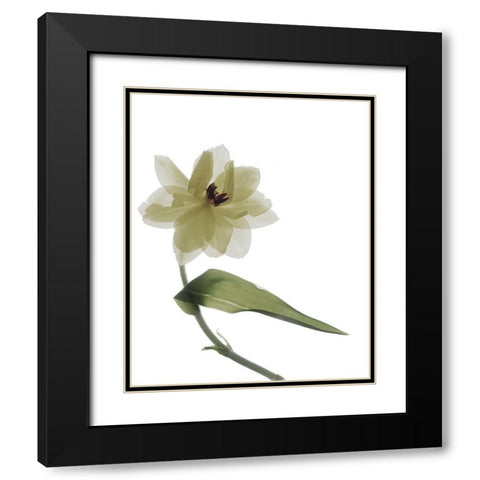 Xray Tulip II Black Modern Wood Framed Art Print with Double Matting by Stalus, Judy