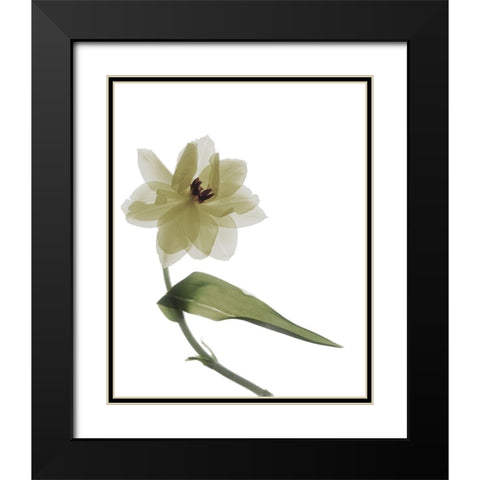 Xray Tulip II Black Modern Wood Framed Art Print with Double Matting by Stalus, Judy