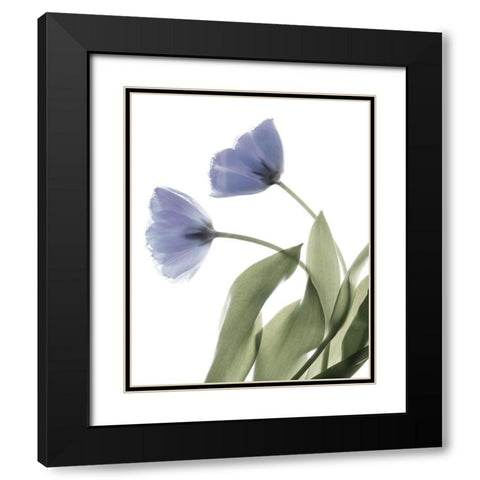 Xray Tulip III Black Modern Wood Framed Art Print with Double Matting by Stalus, Judy