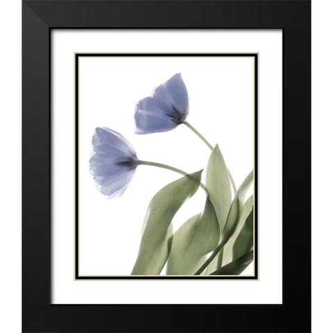 Xray Tulip III Black Modern Wood Framed Art Print with Double Matting by Stalus, Judy