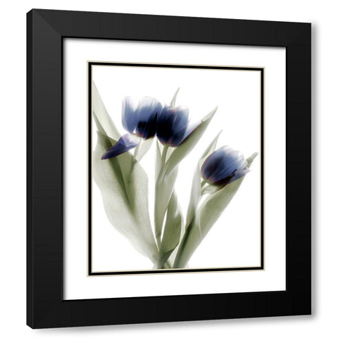 Xray Tulip IV Black Modern Wood Framed Art Print with Double Matting by Stalus, Judy