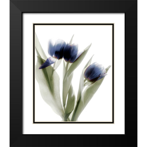 Xray Tulip IV Black Modern Wood Framed Art Print with Double Matting by Stalus, Judy
