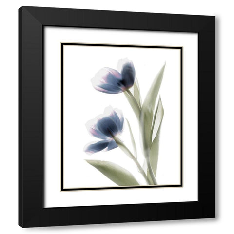 Xray Tulip V Black Modern Wood Framed Art Print with Double Matting by Stalus, Judy