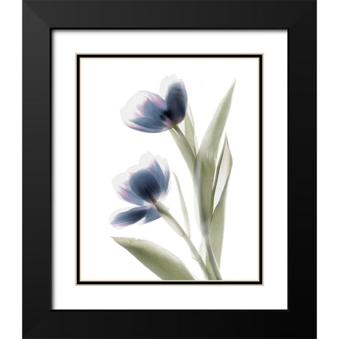 Xray Tulip V Black Modern Wood Framed Art Print with Double Matting by Stalus, Judy