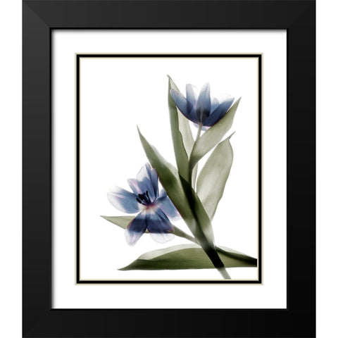 Xray Tulip VI Black Modern Wood Framed Art Print with Double Matting by Stalus, Judy