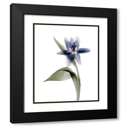 Xray Tulip VII Black Modern Wood Framed Art Print with Double Matting by Stalus, Judy
