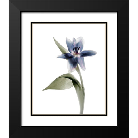 Xray Tulip VII Black Modern Wood Framed Art Print with Double Matting by Stalus, Judy