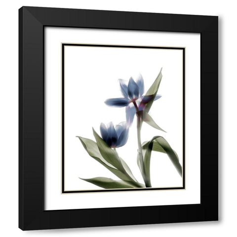 Xray Tulip VIII Black Modern Wood Framed Art Print with Double Matting by Stalus, Judy