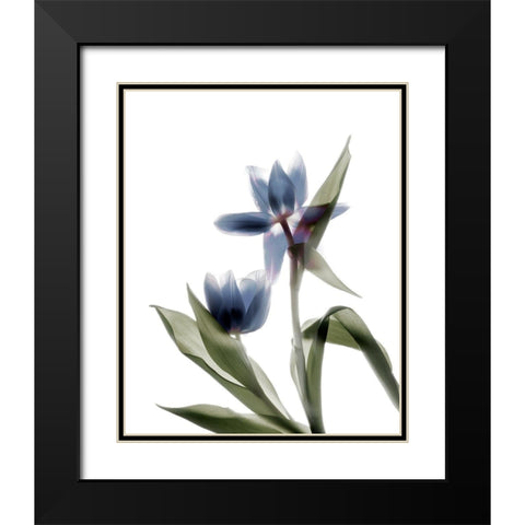 Xray Tulip VIII Black Modern Wood Framed Art Print with Double Matting by Stalus, Judy