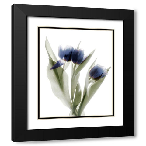 Xray Tulip IX Black Modern Wood Framed Art Print with Double Matting by Stalus, Judy