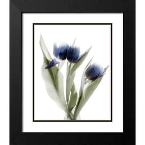 Xray Tulip IX Black Modern Wood Framed Art Print with Double Matting by Stalus, Judy