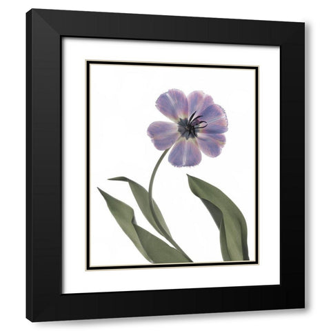 Xray Tulip X Black Modern Wood Framed Art Print with Double Matting by Stalus, Judy