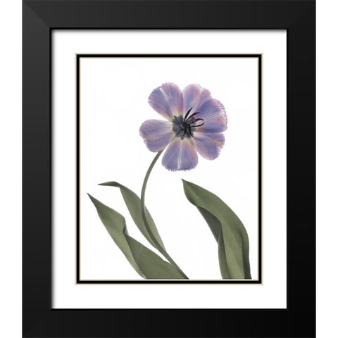 Xray Tulip X Black Modern Wood Framed Art Print with Double Matting by Stalus, Judy